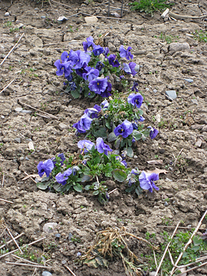 pansy unmulched